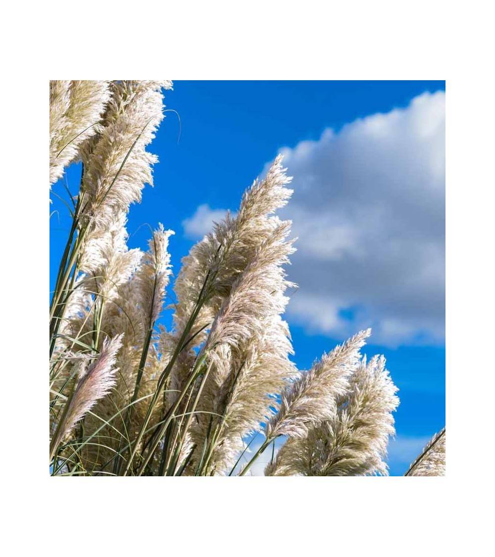 30 Tiges D'herbe De La Pampa Blanc Naturel - Décoration Intérieure Séchée, Longueur ~45 Cm
