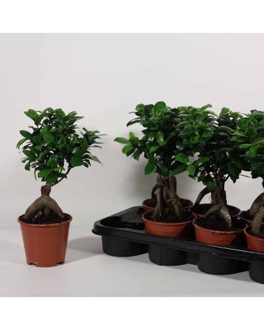 ficus bonsai Tunisie
