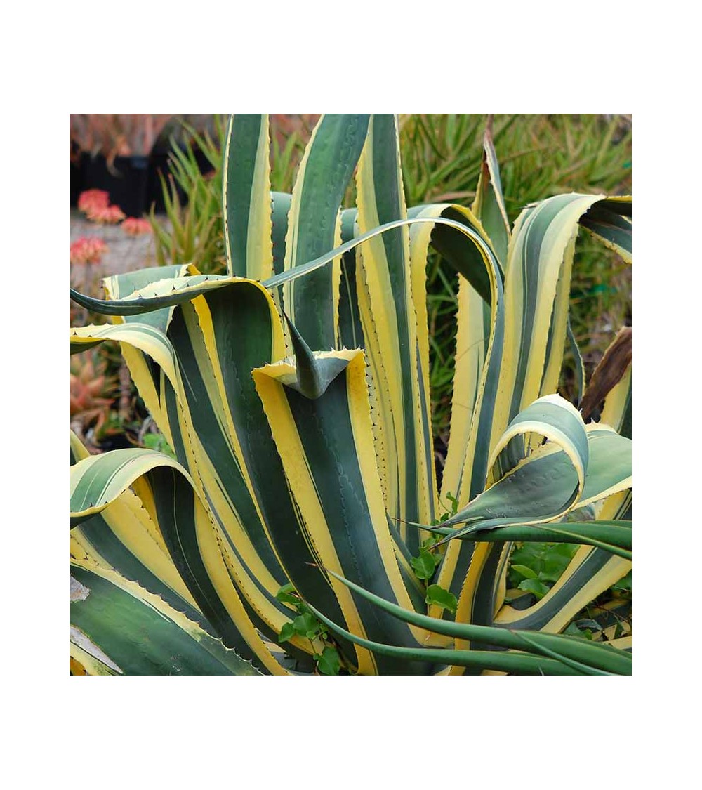 tulbaghia tunisie tulbaghia tunisie