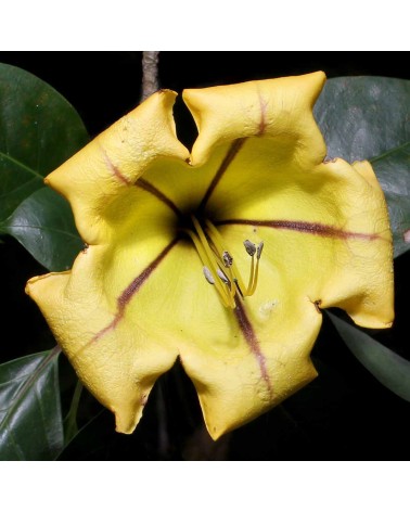 Coupe d'or, Solandra