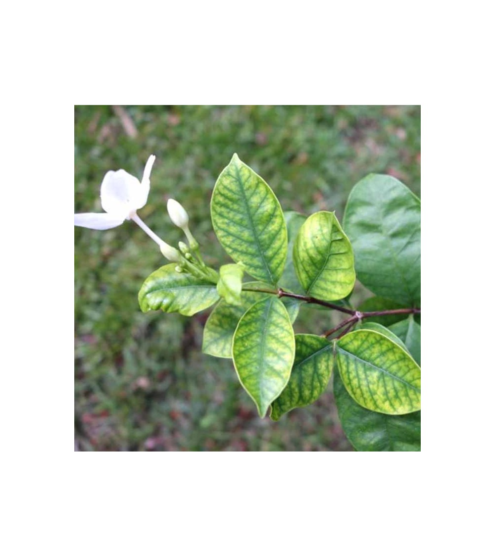 cache pot rotin plante tunisie cache pot rotin plante tunisie