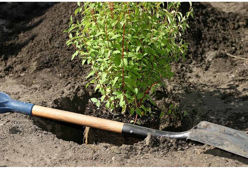 Planter votre nouvel arbuste